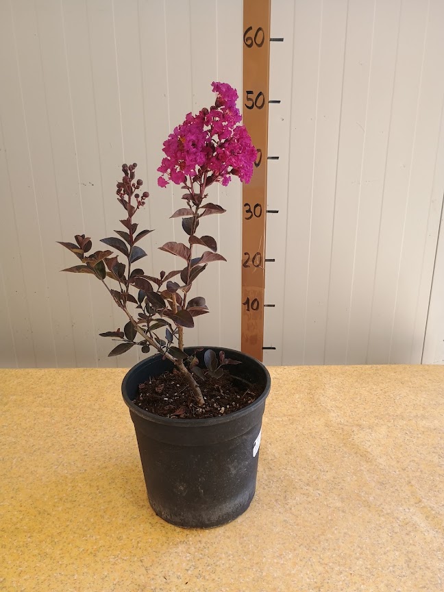 Lagerstroemia indica RHAPSODY IN BLUE